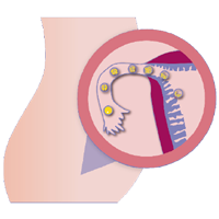 Image du bébé à la 1ère semaine de grossesse