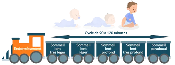 Cycles et phases du sommeil de l'enfant de 9 à 7 ans